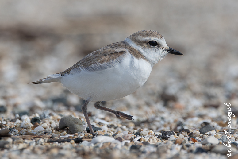 Snowy plover